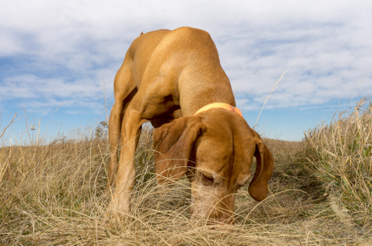 Asinspēdu meklēšana. Asinspēdu meklēšana.