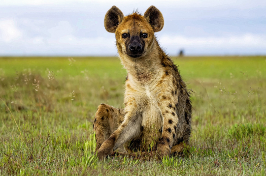 Plankumainā hiēna. Plankumainā hiēna.