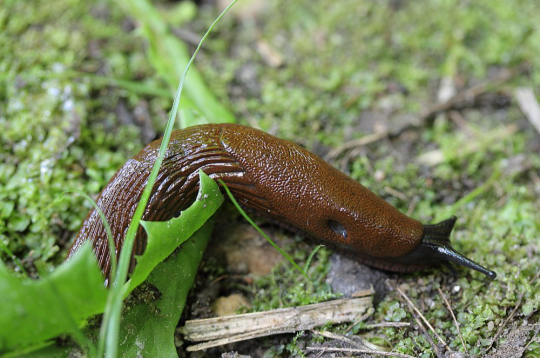 Spānijas kailgliemeži.