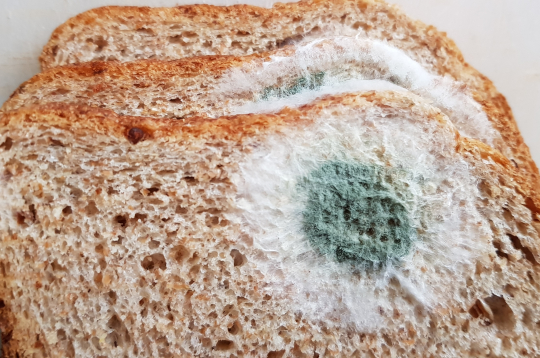 Iepelējusi maize, pelējumsn.