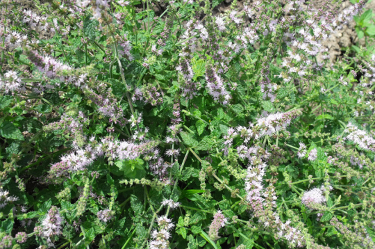 Zemeņu mētra sasniedz 30 cm augstumu. Veido ļoti kuplu krūmiņu ar smalkām, grubuļainām lapiņām un garām smalku, gaiši violetu ziedu vālītēm. Labi sader kopā ar kaltētām ogām, lieliski papildina dažādus deserta ēdienus. Tēja iegūst zemeņu ogu aromātu.