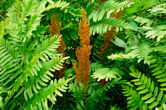 Paparde 'Osmunda Regalis'. Paparde 'Osmunda Regalis'.