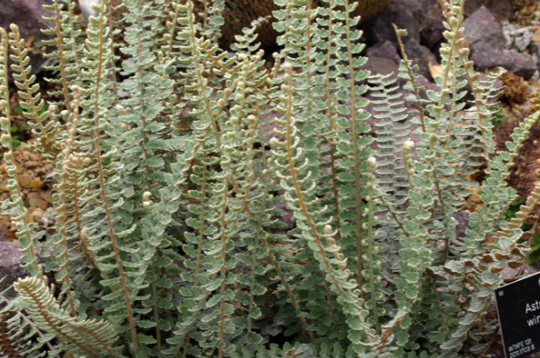 Vindhama astrolēpe.