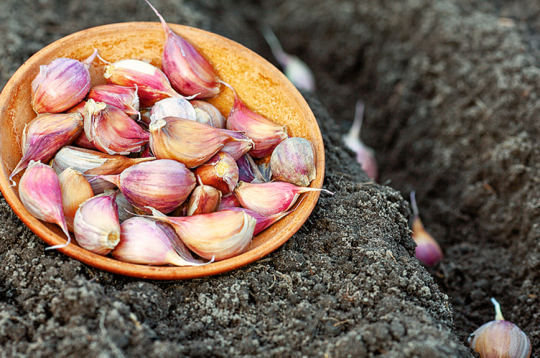Pavasarī stāda, tiklīdz augsne iesilusi līdz 5–7 ºC un kļūst apstrādājama