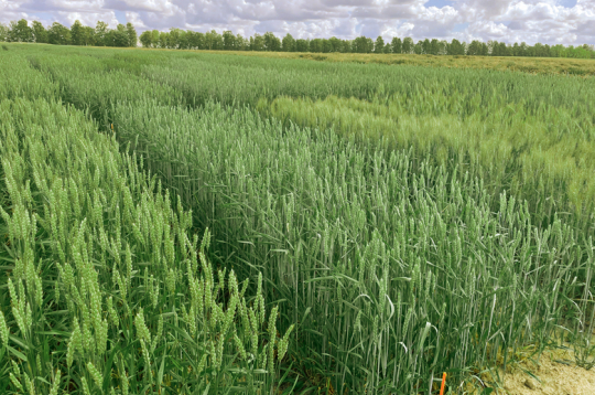 Vasaras kviešu lauks.