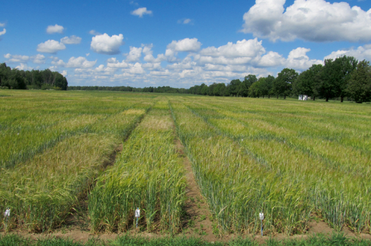 Vasaras miežu lauks.