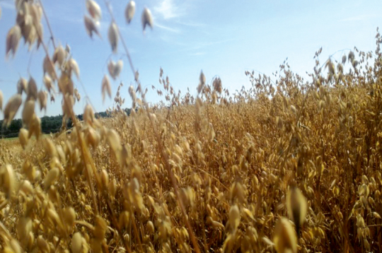 Auzu lauks. Auzu lauks.