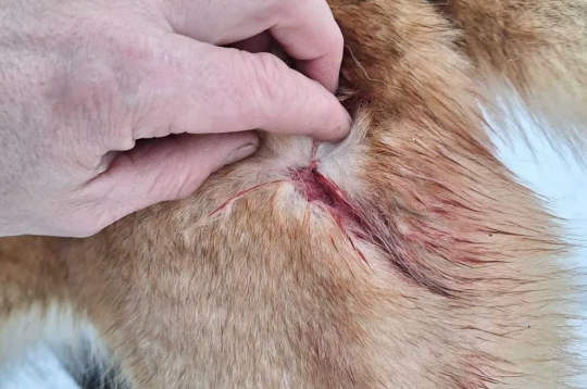 Vēl vienu Rietumsibīrijas laiku plēsēji sakoda, taču suns izdzīvoja. 