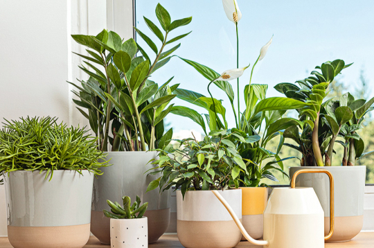 Telpaugi piešķir mājīgumu, taču to labsajūtai nepieciešama pareiza kopšana.