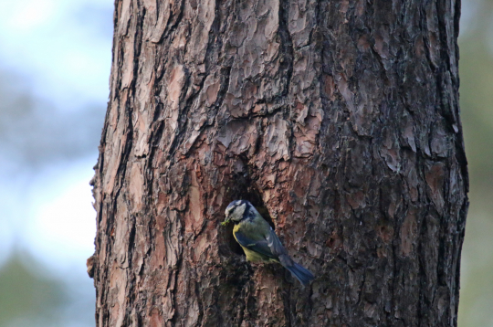 Gada dzīvotne 2026 – koka dobums.