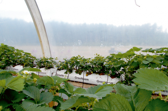 Ja lapu dzeltēšana vai mozaīkas raksta veidošanās notiek lokāli, nav jāsteidzas mainīt barības šķīduma recepti – tas var būt mitruma trūkums vai pārmērīgs daudzums laistīšanas sistēmas bojājuma dēļ.