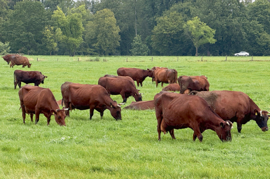 Embriju transferences metode izmantota arī, lai saglabātu unikālās Latvijas Brūnās un Latvijas Zilās govs šķirnes, kādu citur pasaulē nav.
