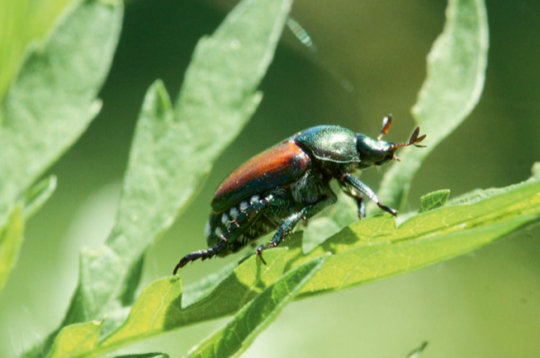 Japānas vabole (Popillia japonica) ir smaragdzaļā krāsā, aptuveni 1 cm garas, ar brūniem segspārniem, to no līdzīgās maijvaboles var atšķirt pēc baltiem matiņu pušķīšiem uz vēdera sāniem un pakaļgala.