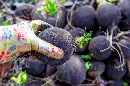 Melnos rutkus novāc oktobrī.
