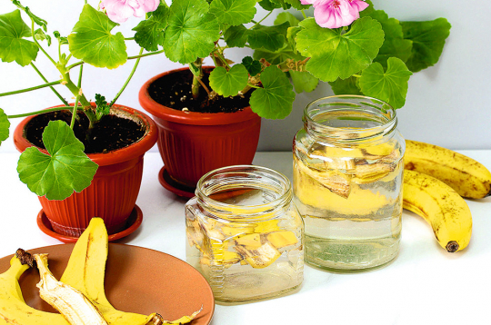 Lai augi varētu uzņemt kāliju, banānu mizas dažas dienas izmērcē ūdenī.