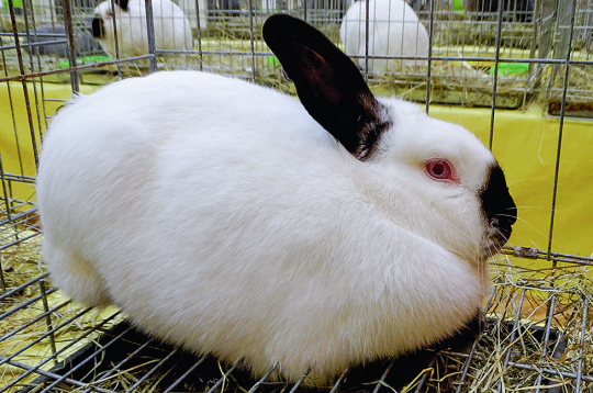 Kalifornijas šķirnes trušus iesaka izvēlēties iesācējiem.