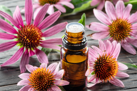 Purpursarkanā ehinācija.