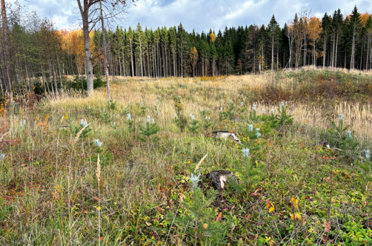 Mežu stāda arī mazie meža īpašnieki. Jumpravas saimnieks Andrejs Kalniņš visus astoņus hektārus lauksaimniecībā izmantojamās zemes apstādījis ar priedi, egli, bērziem un melnalksni.