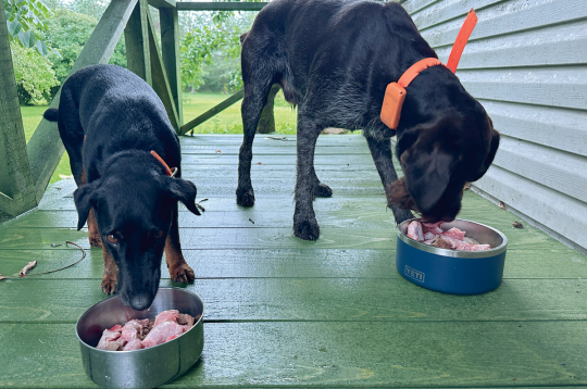 Iekšas – sirds, plaušas, nieres, diafragma, vēdera plēve, dažādi atgriezumi – ir ideāla izejviela suņu pārtikas pagatavošanai.