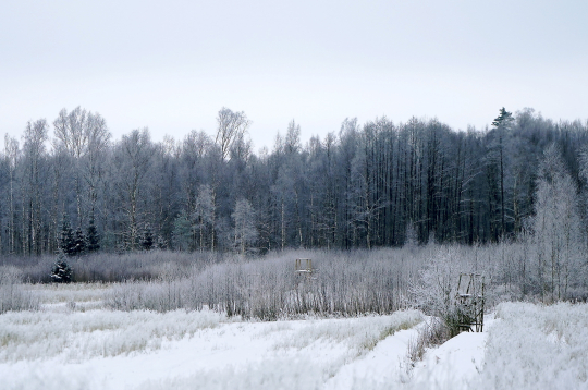 Sals. Ziemas ainava.