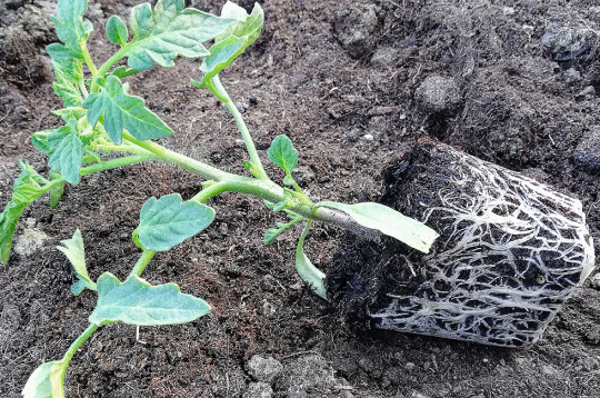 Ja stādi ir īsi, kompakti un ar labi attīstītu sakņu sistēmu, tie nav jāstāda slīpi.