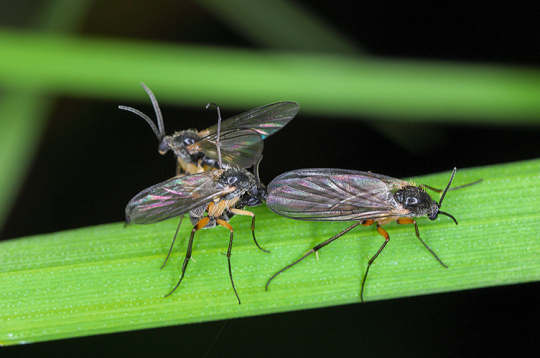 Gadā var attīstīties 3–4 trūdodiņu paaudzes.