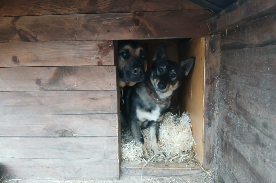 Siltākais risinājums dzīvniekiem ziemā.