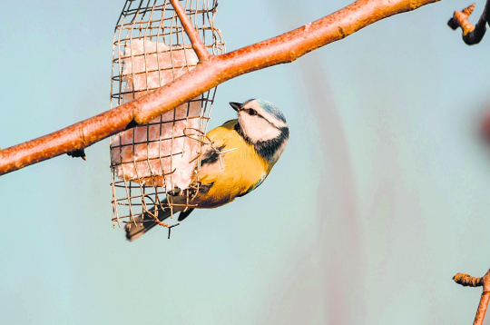 Zilzīlītei dos enerģiju nesālīts speķis. Lai to nenoēstu lielie putni, ēdamo der ielikt metāla sietā un iekarināt.