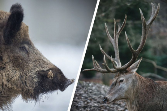 Pagarināta staltbriežu un mežacūku dzinējmedību sezona. Ilustratīvs attēls. Pagarināta staltbriežu un mežacūku dzinējmedību sezona. Ilustratīvs attēls.