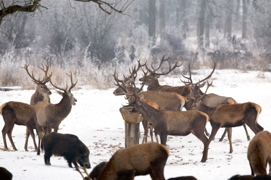 Brieži piebarošanas vietā. Brieži piebarošanas vietā.