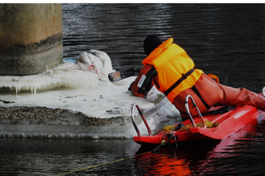 Gulbja glābšanas operācija Bolderājā.