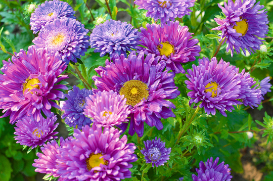 Asteres dod priekšroku saulainai vietai un labi drenētai, trūdvielām bagātai, bet ne pārāk smagai augsnei.