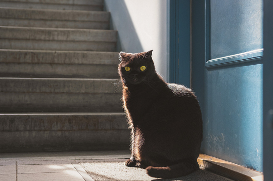 Iespējams, kaķa saimnieki dzīvo turpat kaimiņos.
