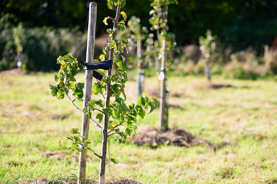 Attālums starp augļukokiem lielākoties atkarīgs no izmantotā potcelma.