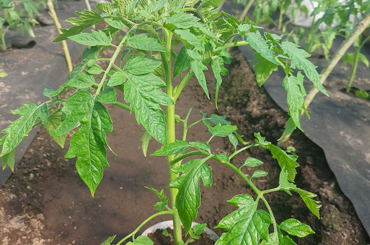 Labs tomātu stāds pirms izstādīšanas ir ar neizstīdzējušu stingru stublāju, 20–30 cm augsts, ar 6–8 īstajām lapām.