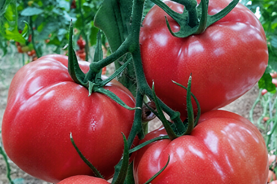 ‘Pink Panther F1’ – agri, ļoti garšīgi aveņkrāsas tomāti.