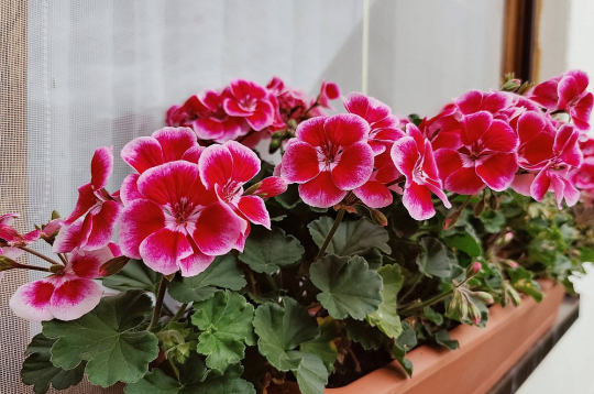 Pelargonijas biežāk pavairo ar spraudeņiem nekā no sēklām, tomēr arī tas nav sarežģīti.