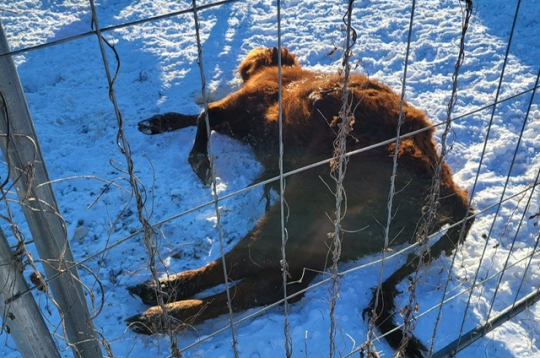 Pārtikas un veterinārais dienests Tabores pagastā no saimniecības izņem 95 liellopus.
