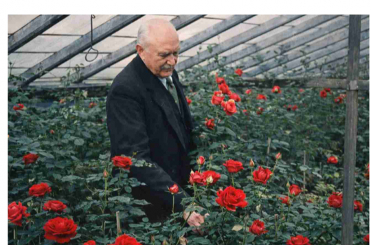 Jūlijs Rībelis savā rožu siltumnīcā. Žurnāls “Atpūta”, Nr. 291
(30.05.1930.). Attēls digitāli apstrādāts un kolorēts.