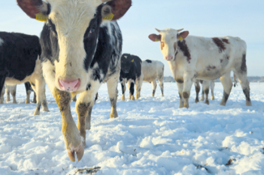 Ganāmpulks ziemā. Ilustratīvs attēls.