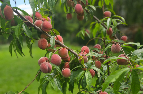 Jāizvēlas vietējiem apstākļiem piemērotas šķirnes.