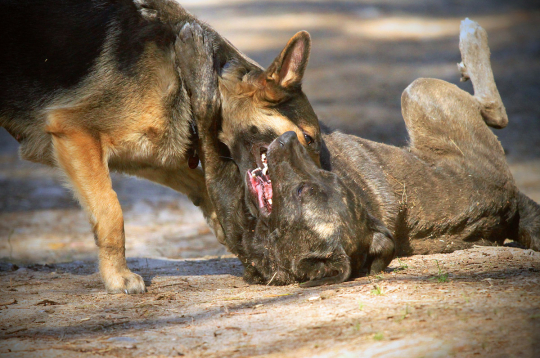 Pirms vainot notikušajā vilkus, ir vērts noskaidrot, vai tas tiešām tā ir bijis.