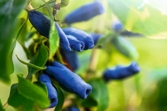 Ja pavasarī sausseržiem trūkst mitruma, ogas var kļūt rūgtas. Ja pavasarī sausseržiem trūkst mitruma, ogas var kļūt rūgtas.