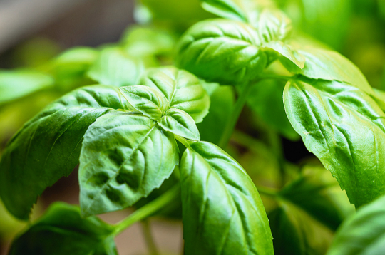 Klasiskais zaļais baziliks. Klasiskais zaļais baziliks.