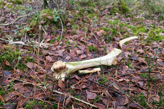 Mežā joprojām atrodami izmētāti brieža kauli.