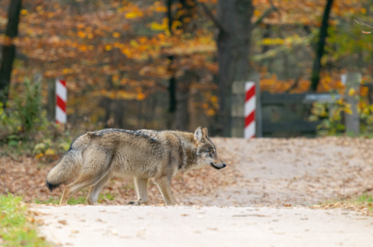 Konflikti visbiežāk notiek vilku teritorijās, pie apdzīvotām vietām, ganību tuvumā vai medību laikā. Konflikti visbiežāk notiek vilku teritorijās, pie apdzīvotām vietām, ganību tuvumā vai medību laikā.
