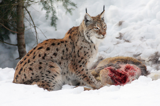 Lūšu galvenā barība ir stirnas, taču tie barojas arī ar zaķiem, putniem un bebriem. Tomēr ar to nepietiek, lai mazuļi izaugtu spēcīgi un veseli.