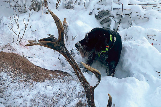 Bullis veiksmīgi atrasts un nomedīts. Bullis veiksmīgi atrasts un nomedīts.