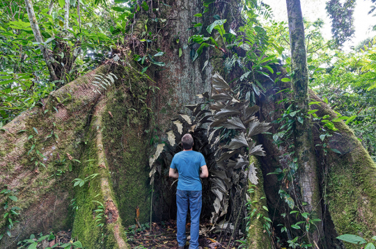Amazones džungļos. Amazones džungļos.