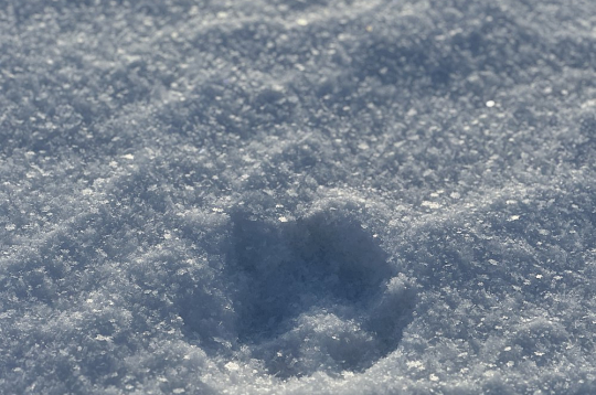 Vilka pēdu nospiedumi sniegā: vilks iet taisnā līnijā atšķirībā no suņa, kura pēdu josla ir zigzaga veidā.